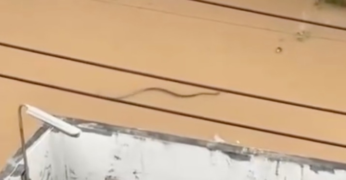 Horrified, Netizens Shocked to See “This” Animal Appearing in Thai Floods